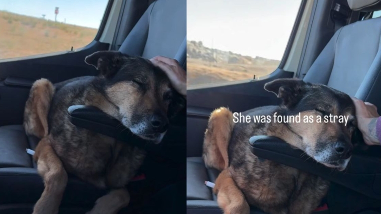 Un chien âgé était errant, adopté et restitué, mais la vie est enfin comme à la maison