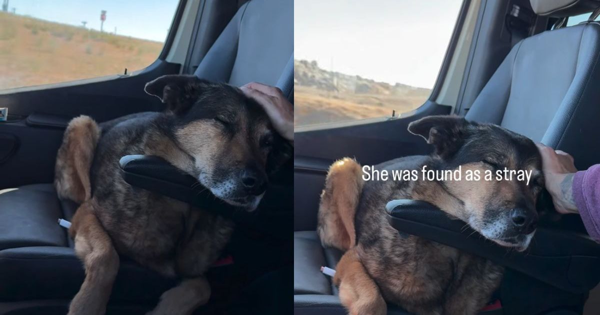 Un chien âgé était errant, adopté et restitué, mais la vie est enfin comme à la maison