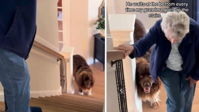 Big Dog sait qu’il doit s’assurer que grand-mère est en sécurité pendant qu’elle monte les escaliers