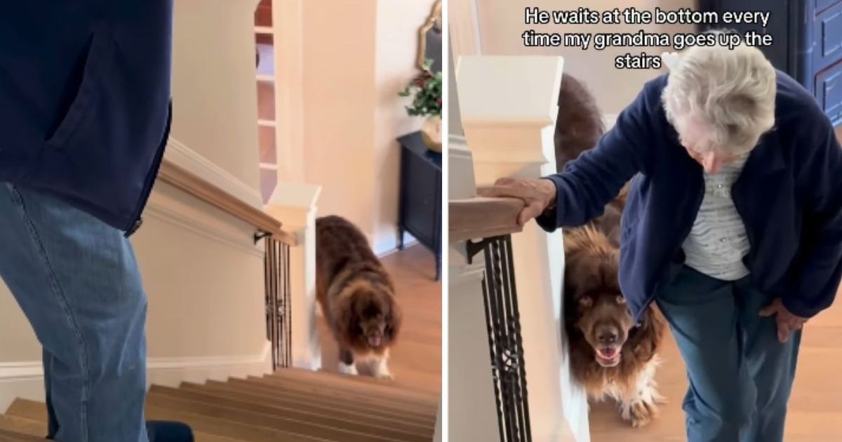 Big Dog sait qu’il doit s’assurer que grand-mère est en sécurité pendant qu’elle monte les escaliers