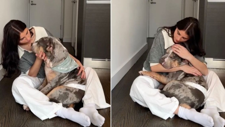 Un chien de sauvetage reçoit un doux discours d’encouragement de la part de sa mère adoptive avant l’événement d’adoption