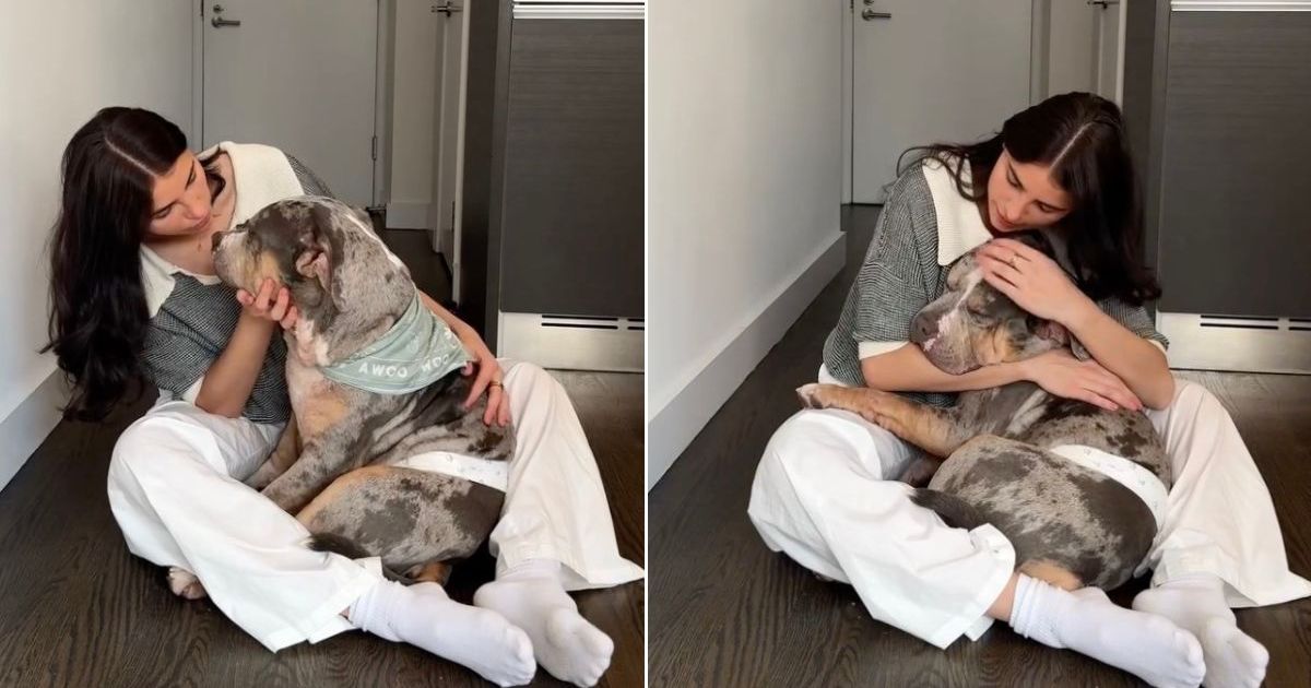 Un chien de sauvetage reçoit un doux discours d’encouragement de la part de sa mère adoptive avant l’événement d’adoption