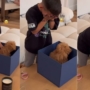 Un petit chiot devient une surprise qu’un petit garçon a attendu toute sa vie et ça ne s’améliore pas