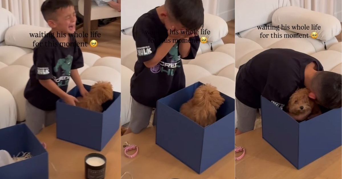Un petit chiot devient une surprise qu’un petit garçon a attendu toute sa vie et ça ne s’améliore pas