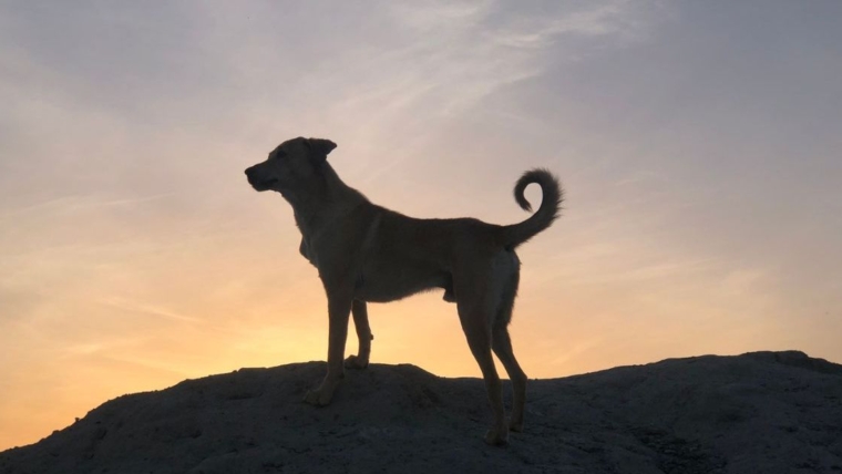 Une découverte vieille de 15 800 ans réécrit l’histoire de l’amitié entre les chiens et les humains