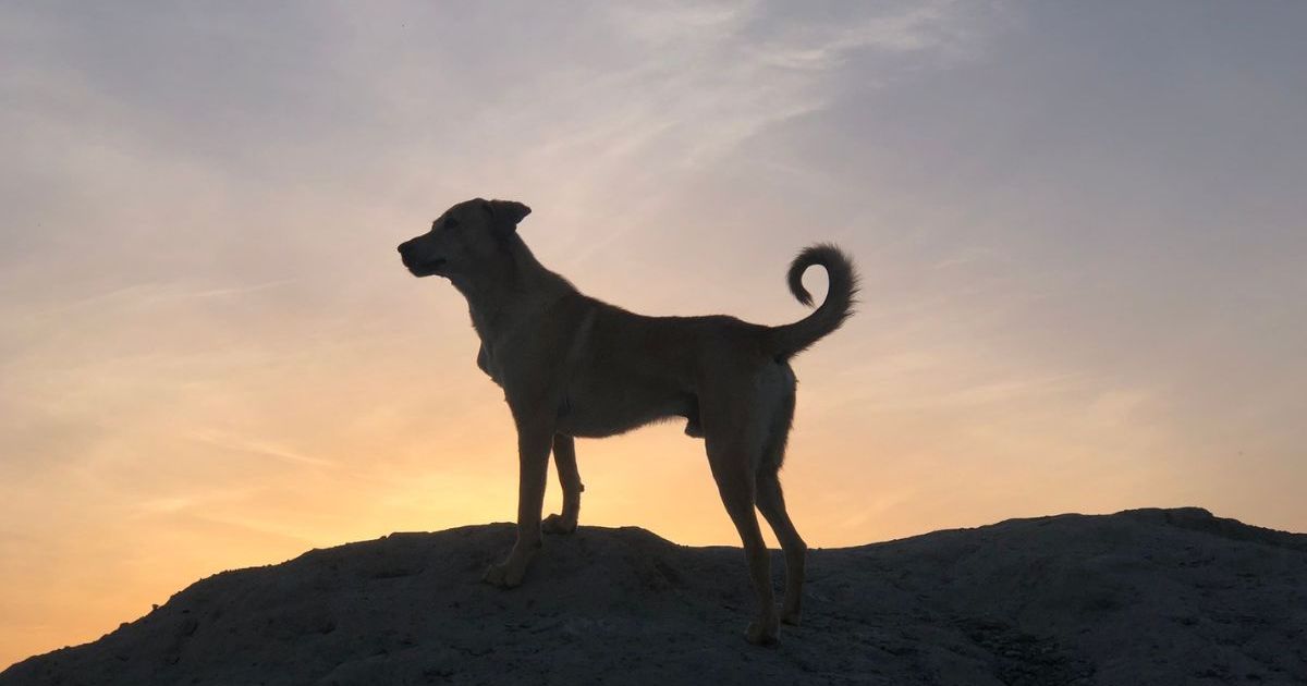 Une découverte vieille de 15 800 ans réécrit l’histoire de l’amitié entre les chiens et les humains