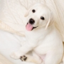 500 noms de chiens russes – Fuites de chiots