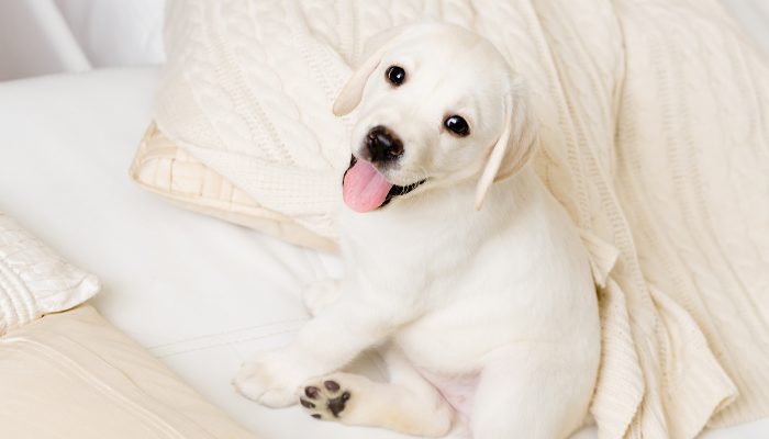 500 noms de chiens russes – Fuites de chiots