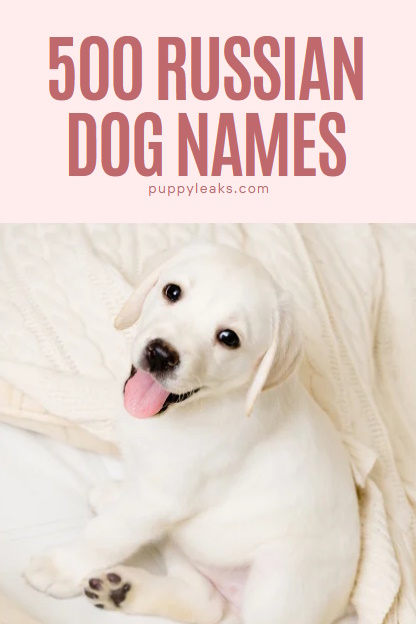 500 idées de noms de chiens russes