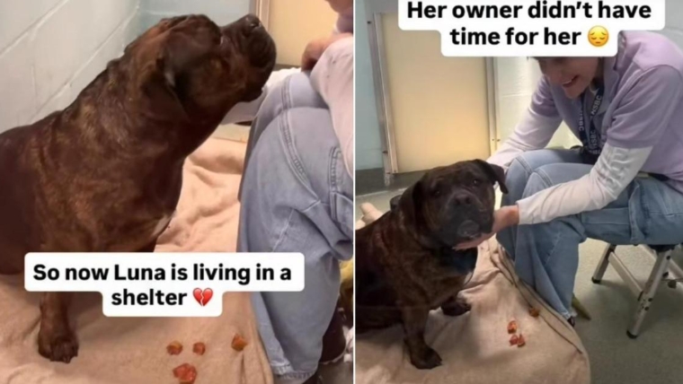 Un humain a abandonné son chien de refuge, mais Internet l’a aidée à trouver un foyer