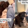 Un humain a abandonné son chien de refuge, mais Internet l’a aidée à trouver un foyer