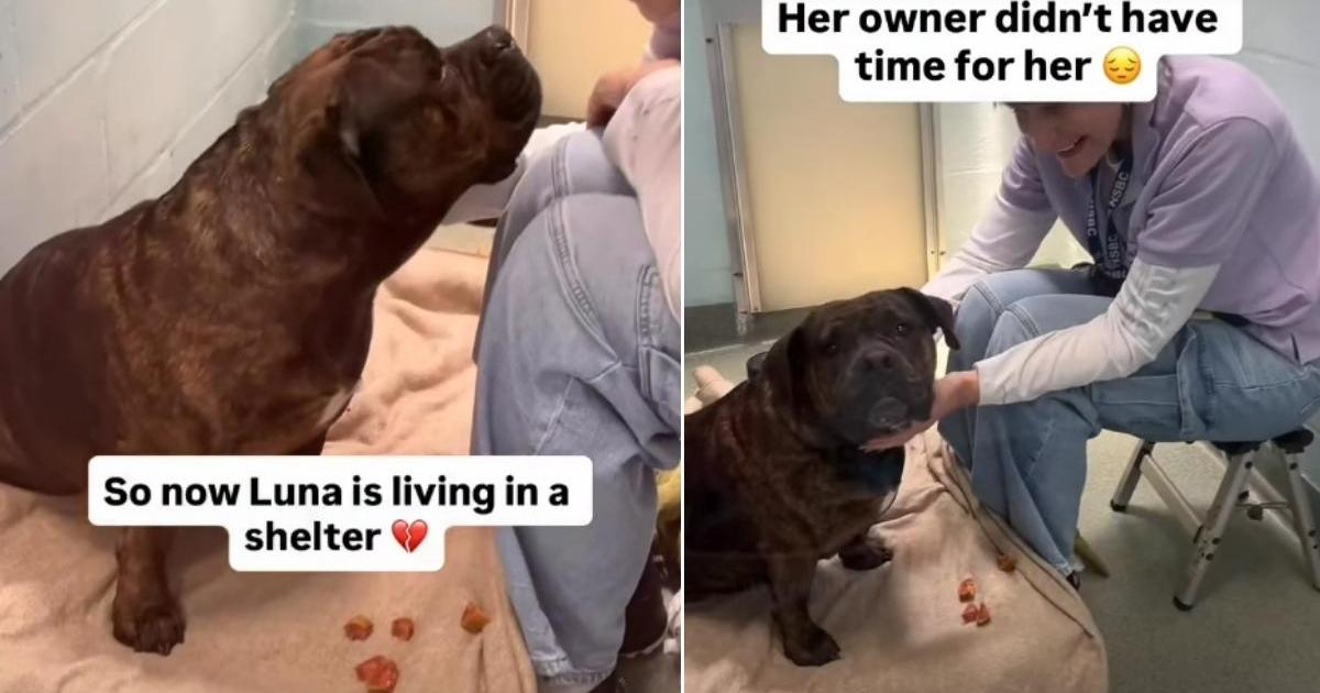 Un humain a abandonné son chien de refuge, mais Internet l’a aidée à trouver un foyer