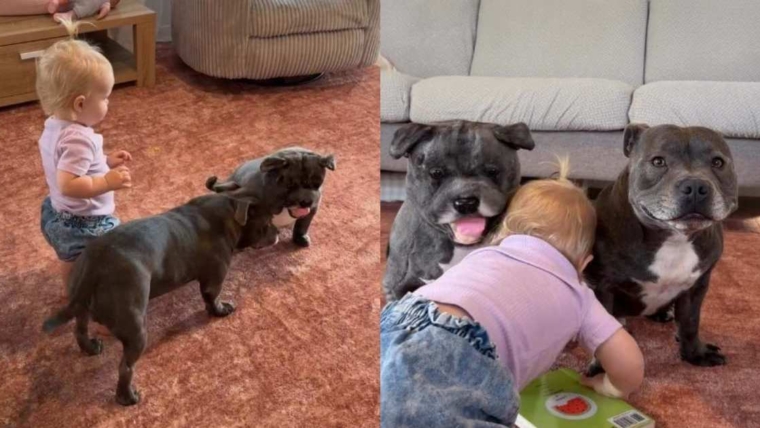 Le chien n’en a jamais assez de son nouveau jouet jumeau et veut que la petite fille se joigne à la fête