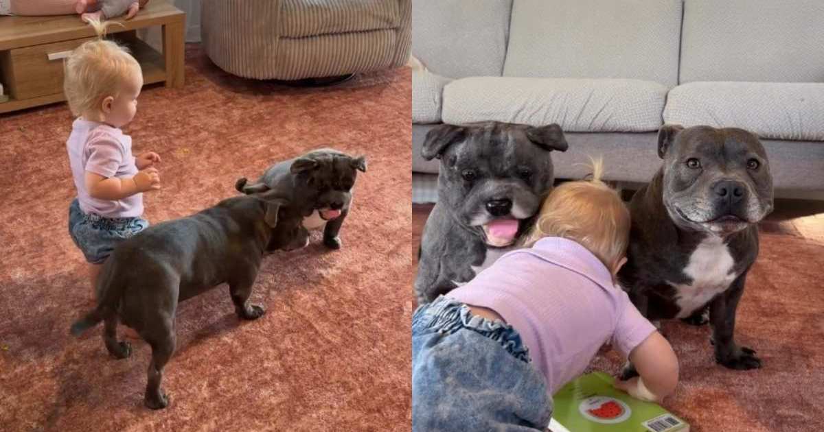 Le chien n’en a jamais assez de son nouveau jouet jumeau et veut que la petite fille se joigne à la fête
