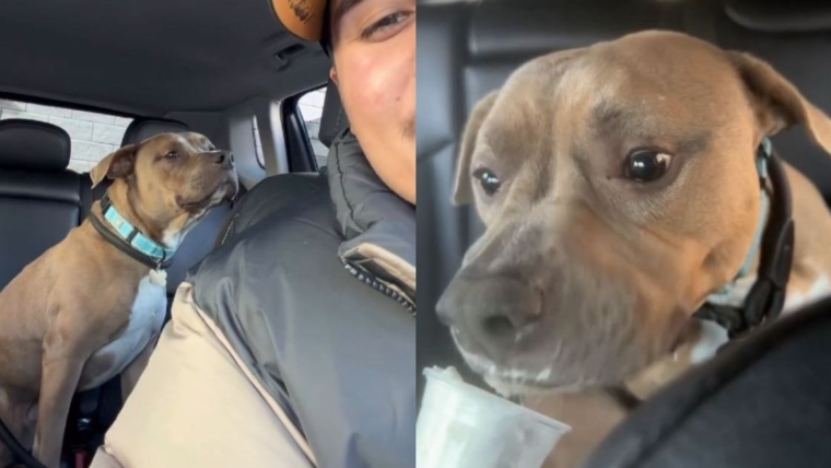 Un humain adopte un chien de sauvetage « nerveux », ignorant qu’il est sur le point de découvrir une toute nouvelle vie