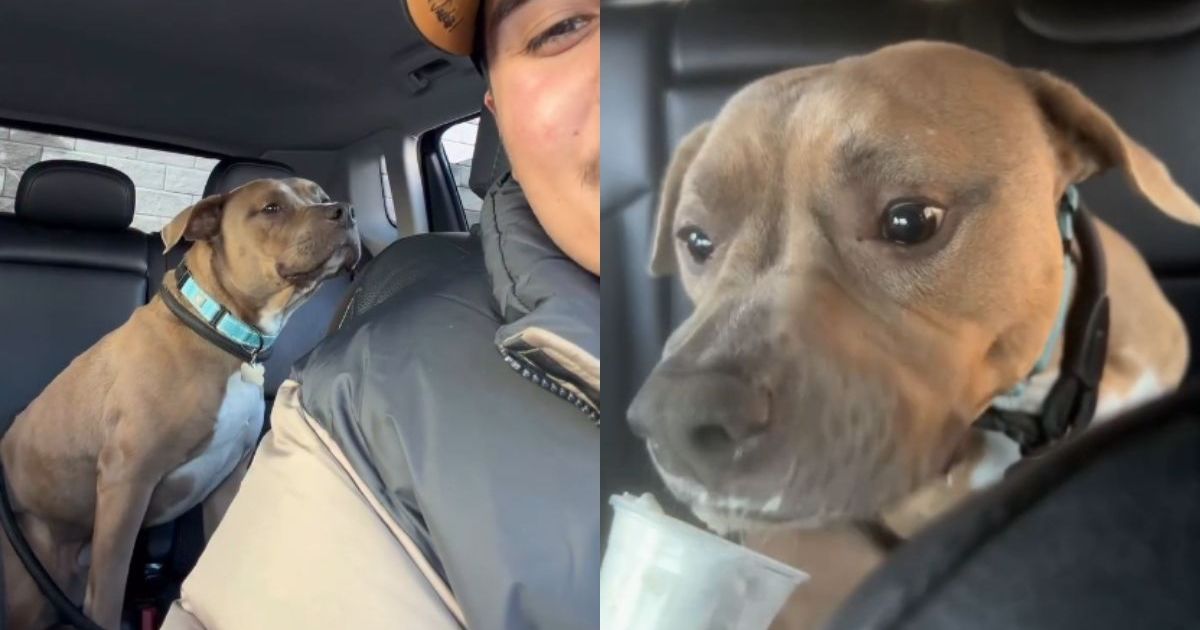 Un humain adopte un chien de sauvetage « nerveux », ignorant qu’il est sur le point de découvrir une toute nouvelle vie