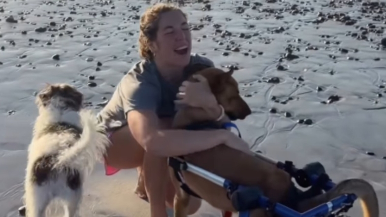 Un humain aide un chien de sauvetage paralysé à vivre pleinement sa vie