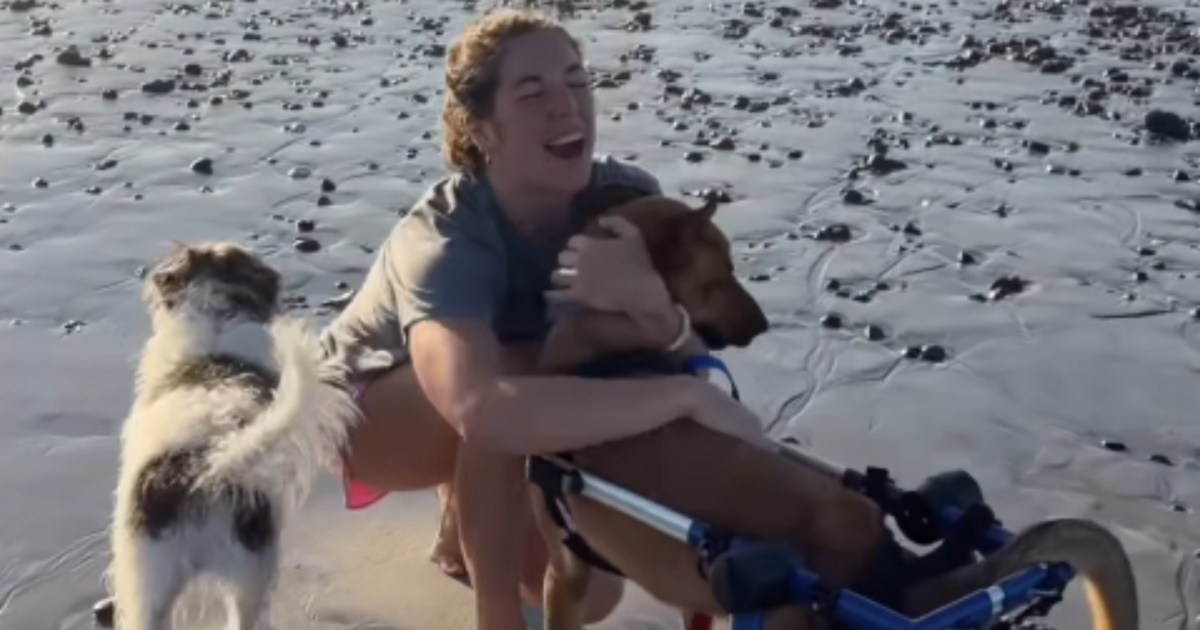 Un humain aide un chien de sauvetage paralysé à vivre pleinement sa vie
