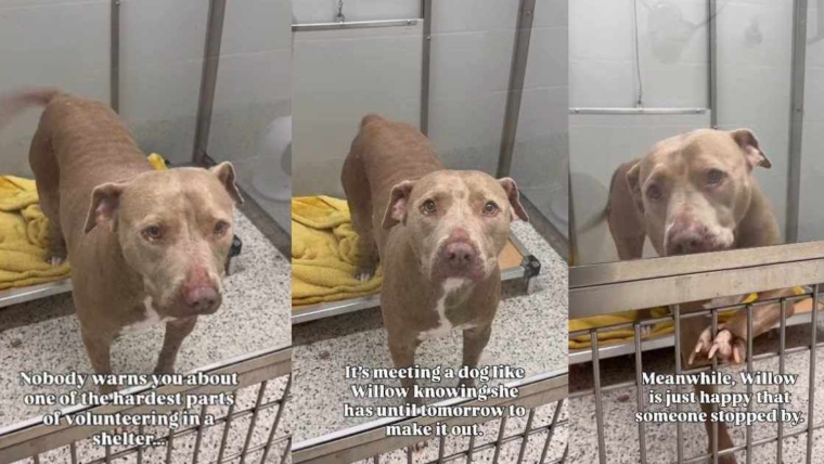 Un chien de refuge en « temps emprunté » ne peut pas cacher sa joie quand quelqu’un s’arrête pour la saluer