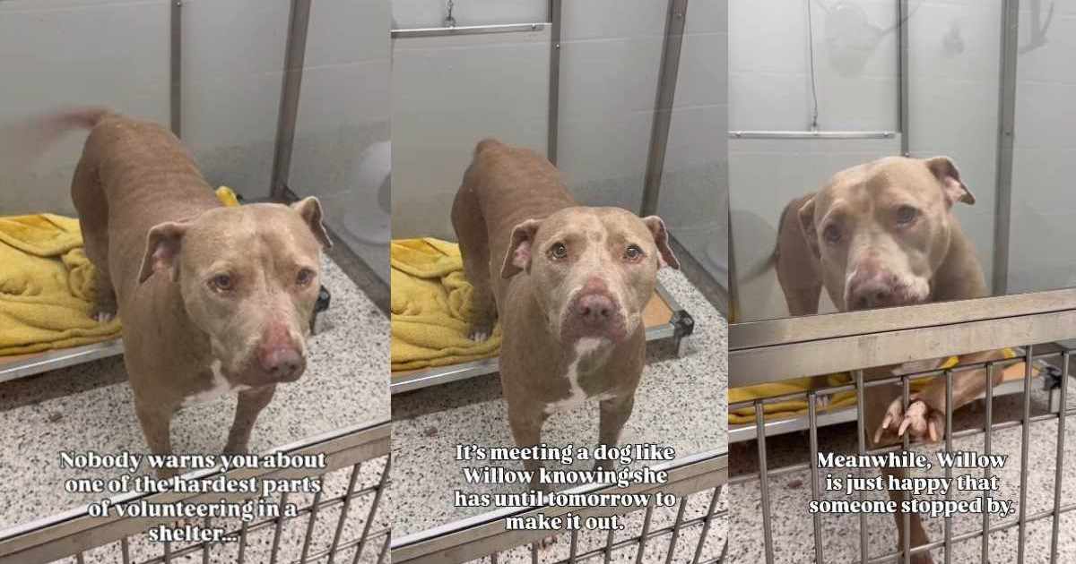 Un chien de refuge en « temps emprunté » ne peut pas cacher sa joie quand quelqu’un s’arrête pour la saluer