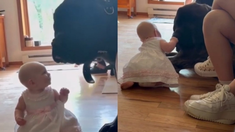 L’amour doux d’un gros chien pour un petit bébé ressemble à une promesse discrète qu’elle peut lui faire confiance