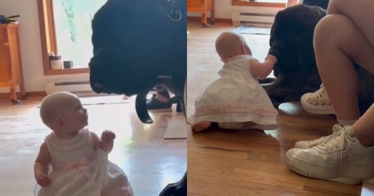 L’amour doux d’un gros chien pour un petit bébé ressemble à une promesse discrète qu’elle peut lui faire confiance