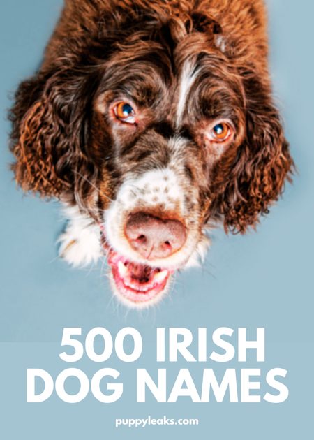 500 noms de chiens irlandais