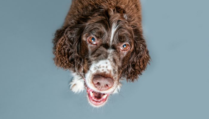 500 noms de chiens irlandais – Fuites de chiots